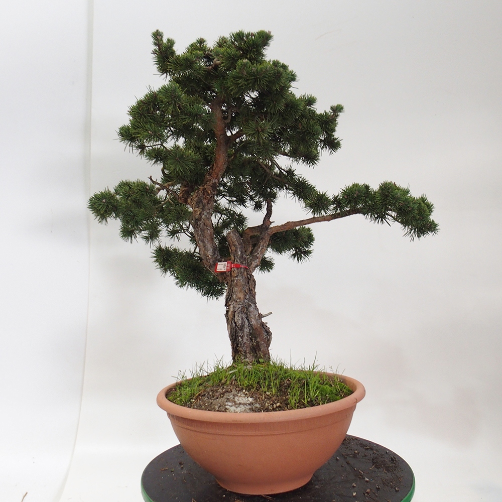 Yamadori - Pinus sylvestris Španielsko