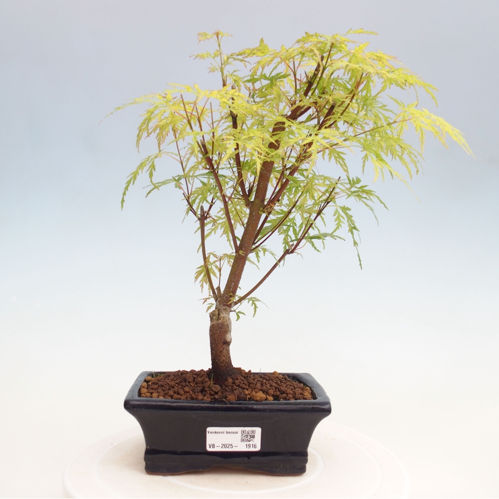 Vonkajšie bonsai - Acer palmatum Dissectum - Javor dlaňolistý 