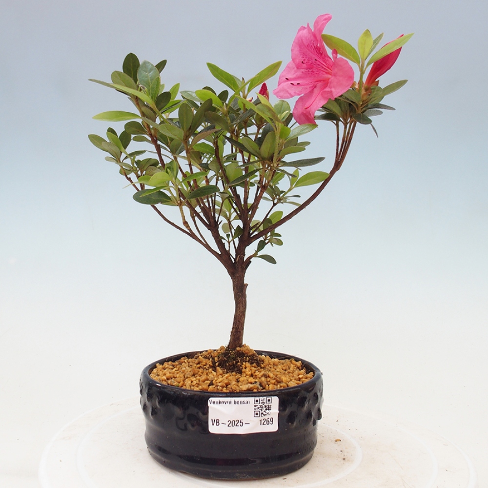 Vonkajší bonsai - Japonská azalka - Azalea sp.