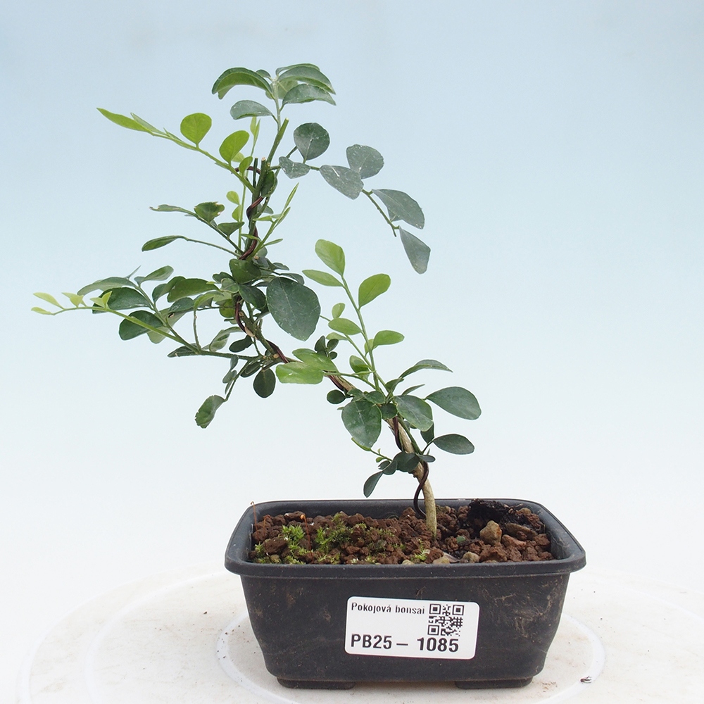 Izbová bonsai- Muraya paniculata