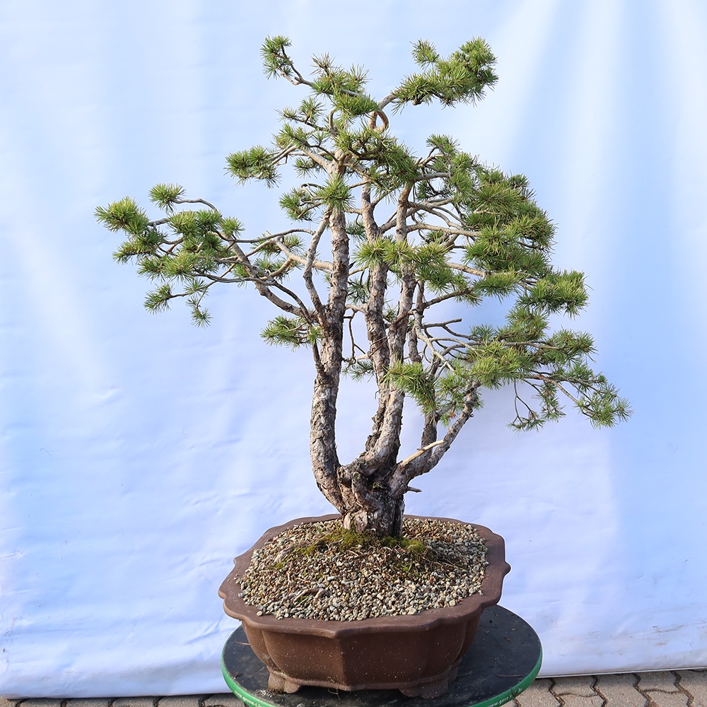 Pinus sylvestris Španielsko – borovica lesná