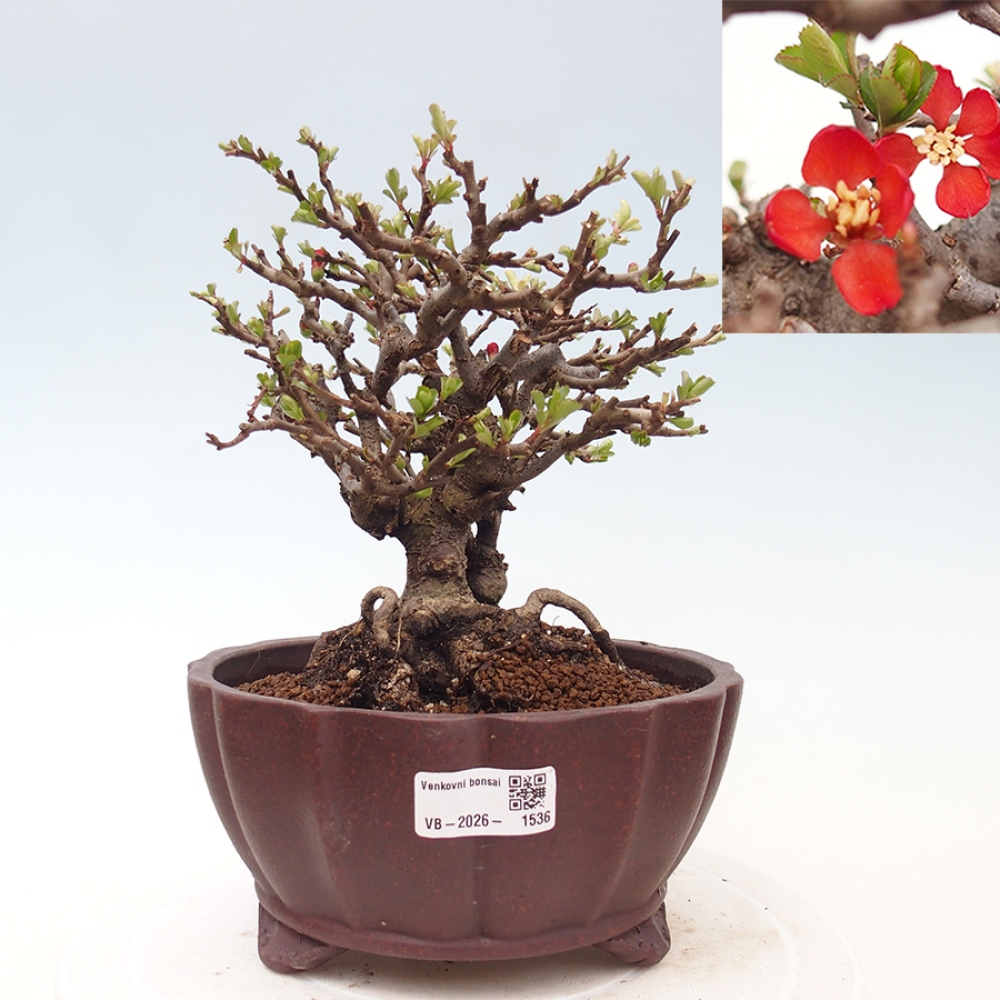 Vonkajšie bonsaje - Chaneomeles speciosa - Kdoule