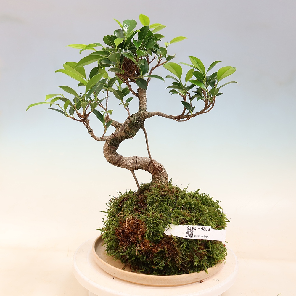 Kokedama s miskou – malolistý fikus – Ficus kimmen