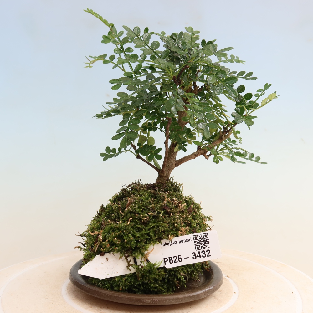 Kokedama s miskou – Zantoxylum piperitum – korenník