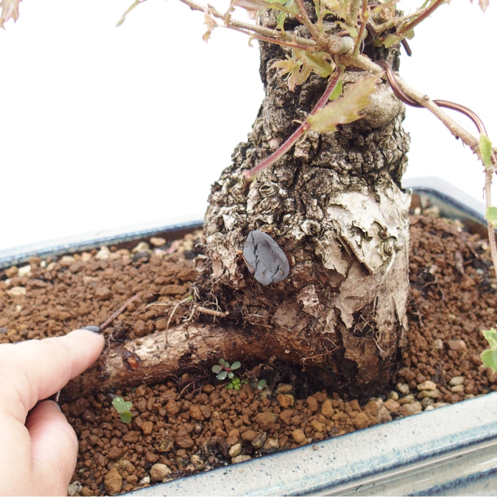 Yamadori - Quercus Ilex -Dub cezmínovitý