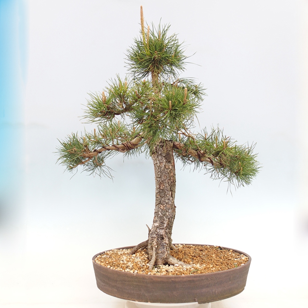 Vonkajšie bonsaje - Pinus thunbergii - borovica Thunbergova