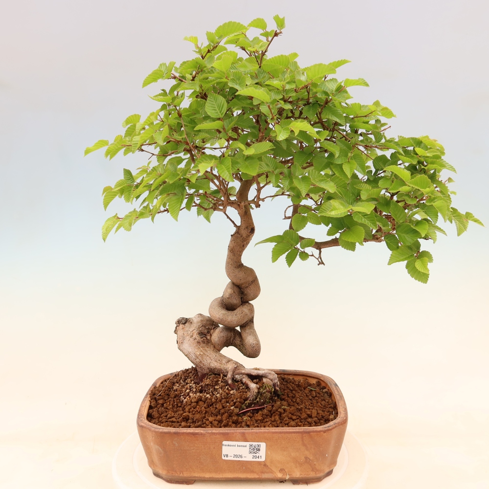 Vonkajší bonsaj -Carpinus coreana - Hrab kórejský