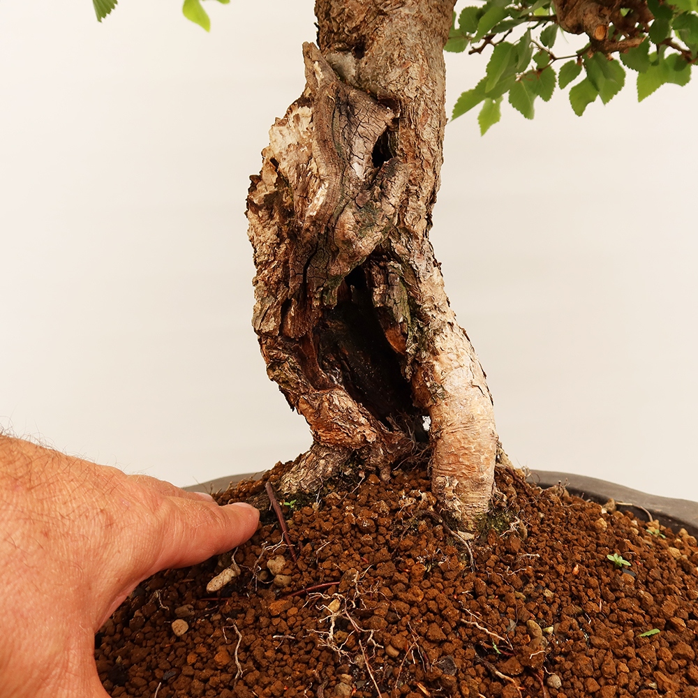 Vonkajší bonsai -Carpinus Coreana - Hrab kórejský