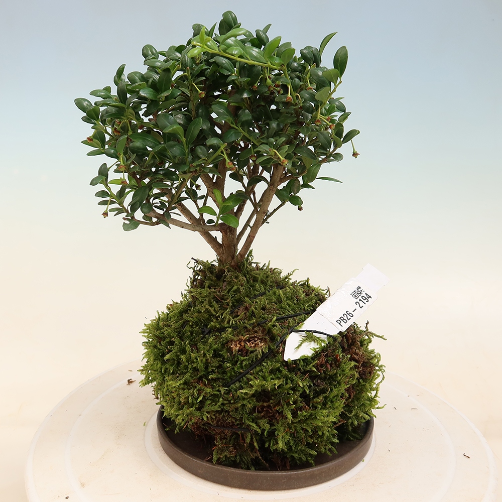 Kokedama s miskou – Ilex crenata – cesmína