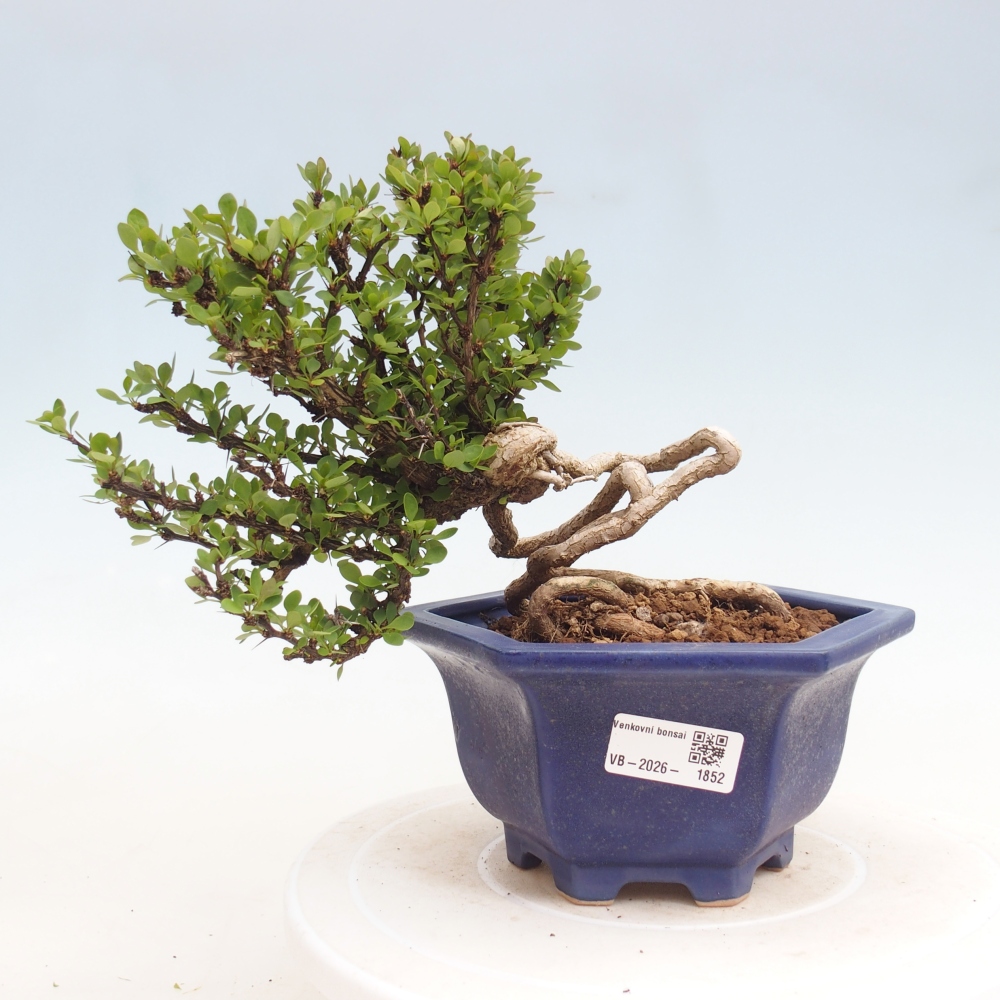 Vonkajšie bonsaje - Berberis coreana