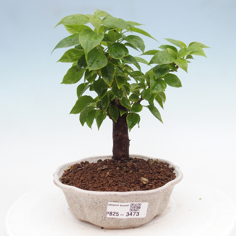 Izbové bonsaje - Bouganwilea