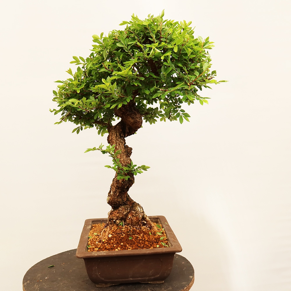 Vonkajšie bonsai - Zelkova - Zelkova NIRE