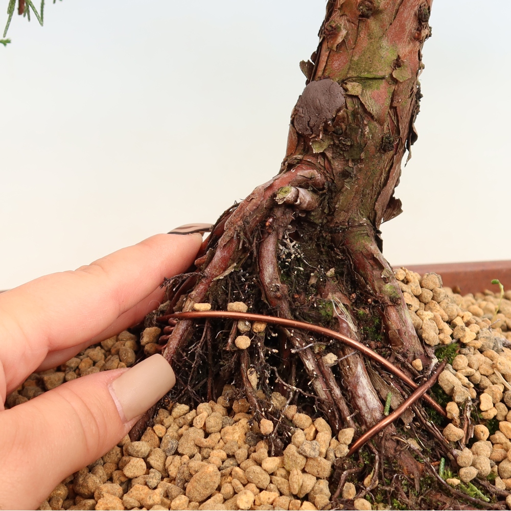 Vonkajší bonsaj - Juniperus chinensis Kishu