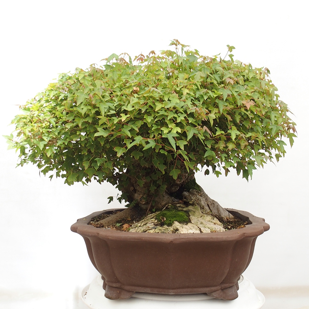 Vonkajšie bonsai - Javor Buergerianum - Javor Burgerův