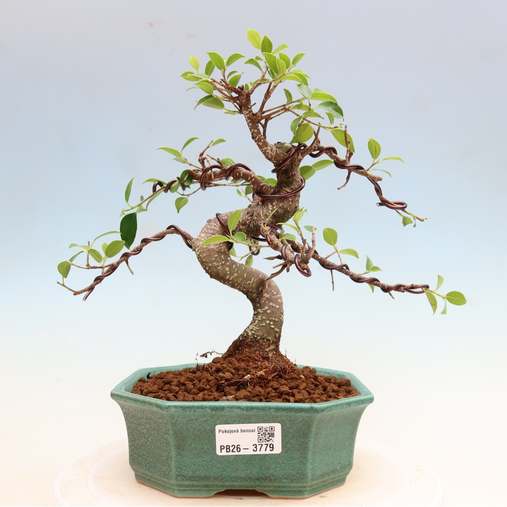 Izbové bonsaje - Ficus kimmen - drobnolistý fikus