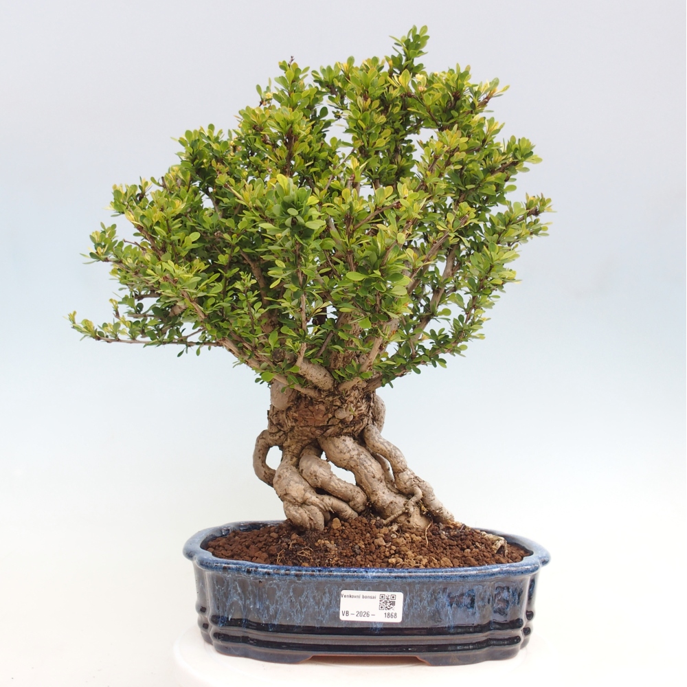 Vonkajšie bonsaje - Berberis coreana