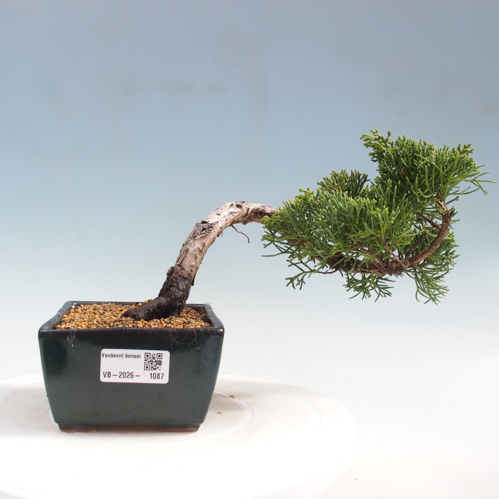 Vonkajší bonsaj - Juniperus chinensis Kishu