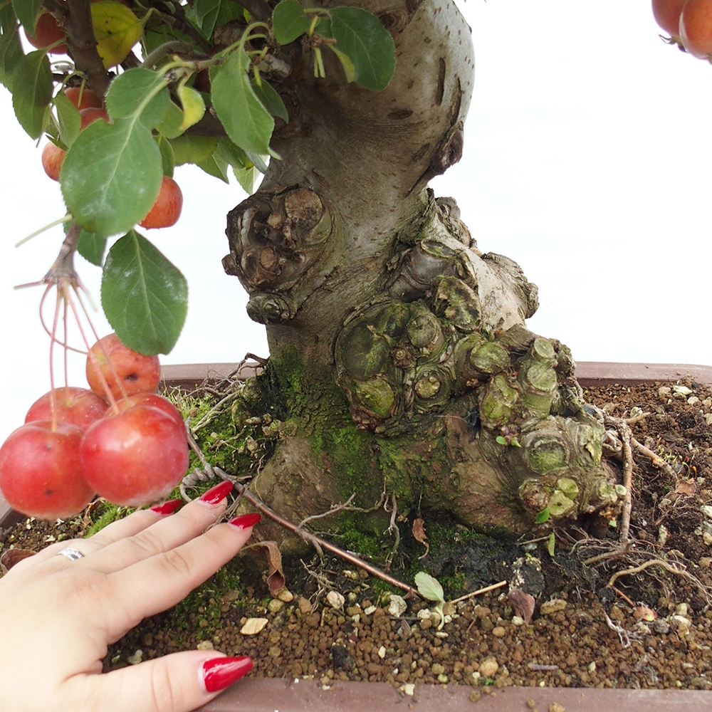 Vonkajší bonsai -Malus halliana - Maloplodá jabloň