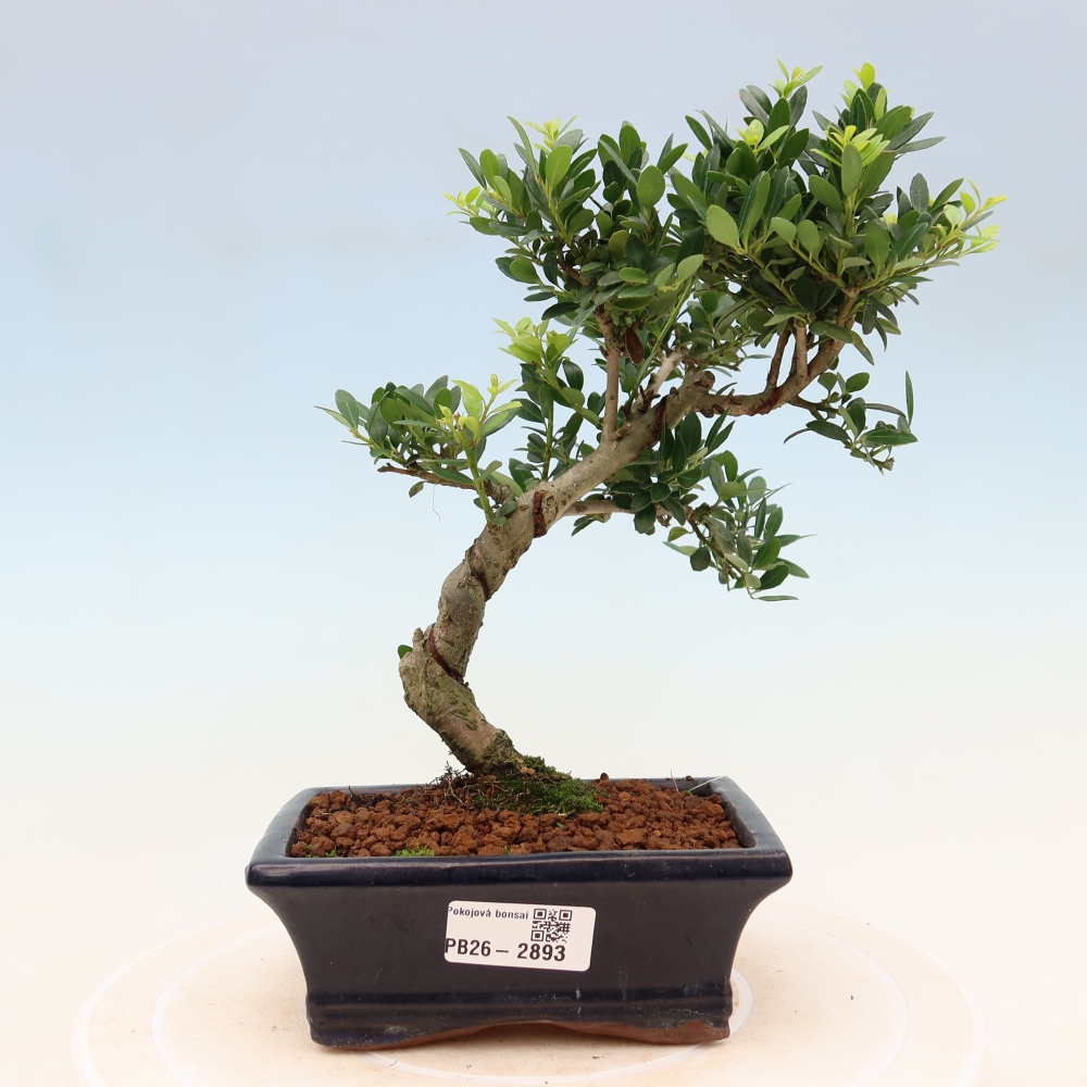 Izbový bonsaj - Ilex crenata - Cesmína
