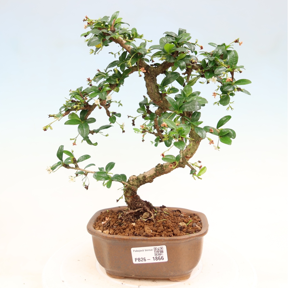 Izbové bonsaje - Carmona macrophylla - Tea fuki