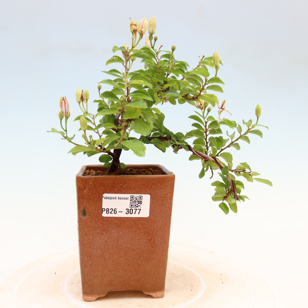 Izba bonsai – Grewia occidentalis – Levanduľová hviezdica