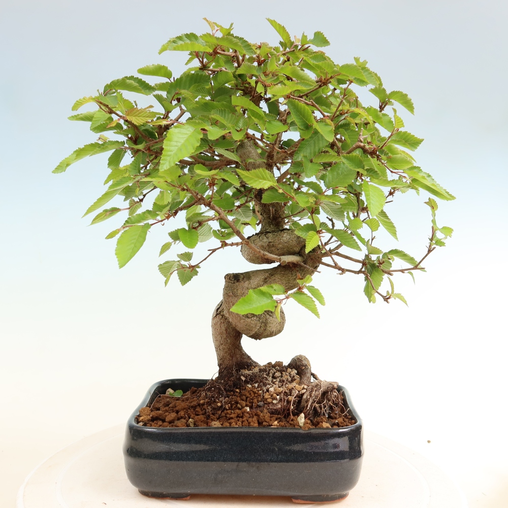 Vonkajší bonsaj -Carpinus coreana - Hrab kórejský