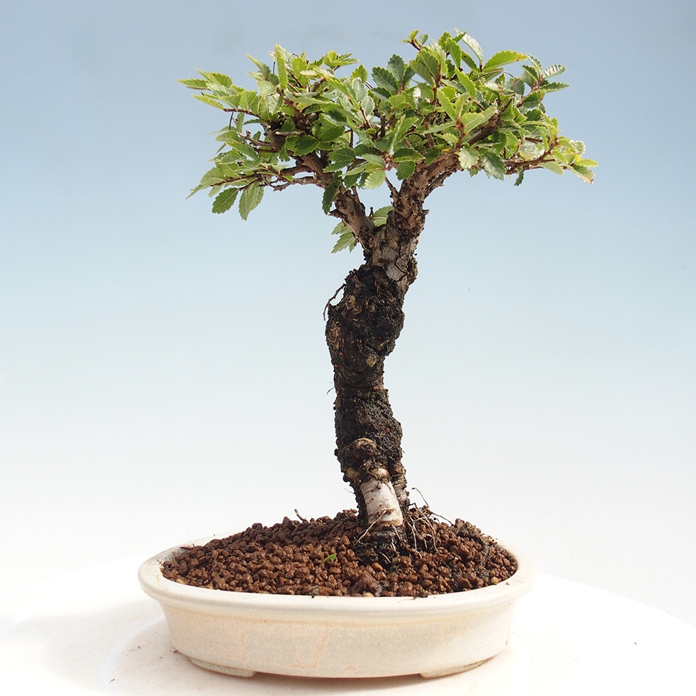 Vonkajšie bonsai - Zelkova - Zelkova Nirom