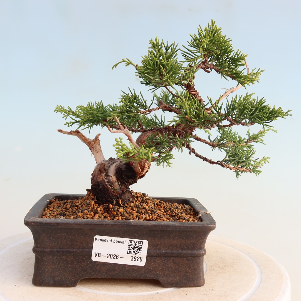 Vonkajší bonsai - Juniperus chinensis Itoigawa -Jalovec čínsky