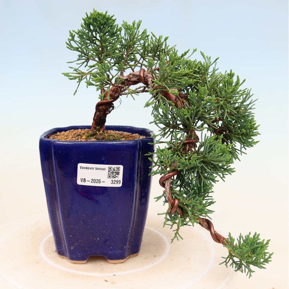 Vonkajší bonsaj - Juniperus chinensis Kishu