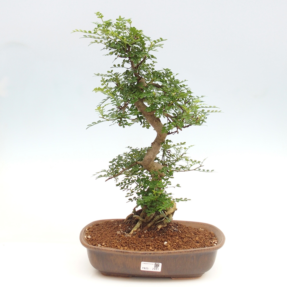 Izbová bonsai - Zantoxylum piperitum - korenistý