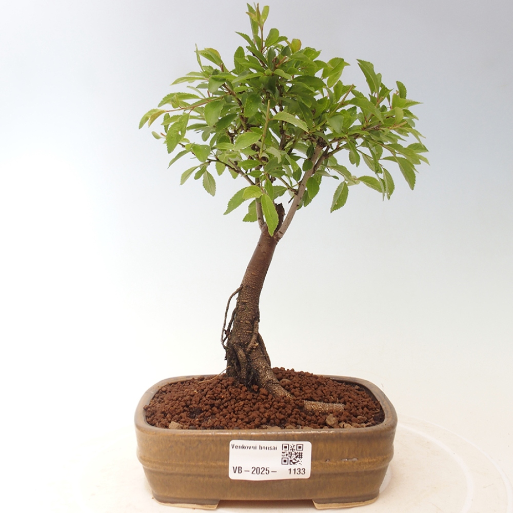Vonkajšie bonsai - Prunus spinosa - trnka