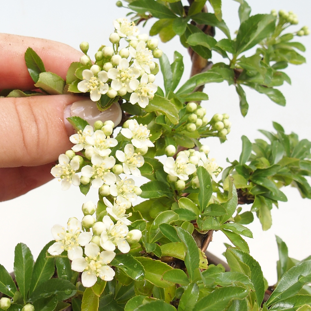 Vonkajší bonsai – Pyracantha teton – hlohovec šarlátový