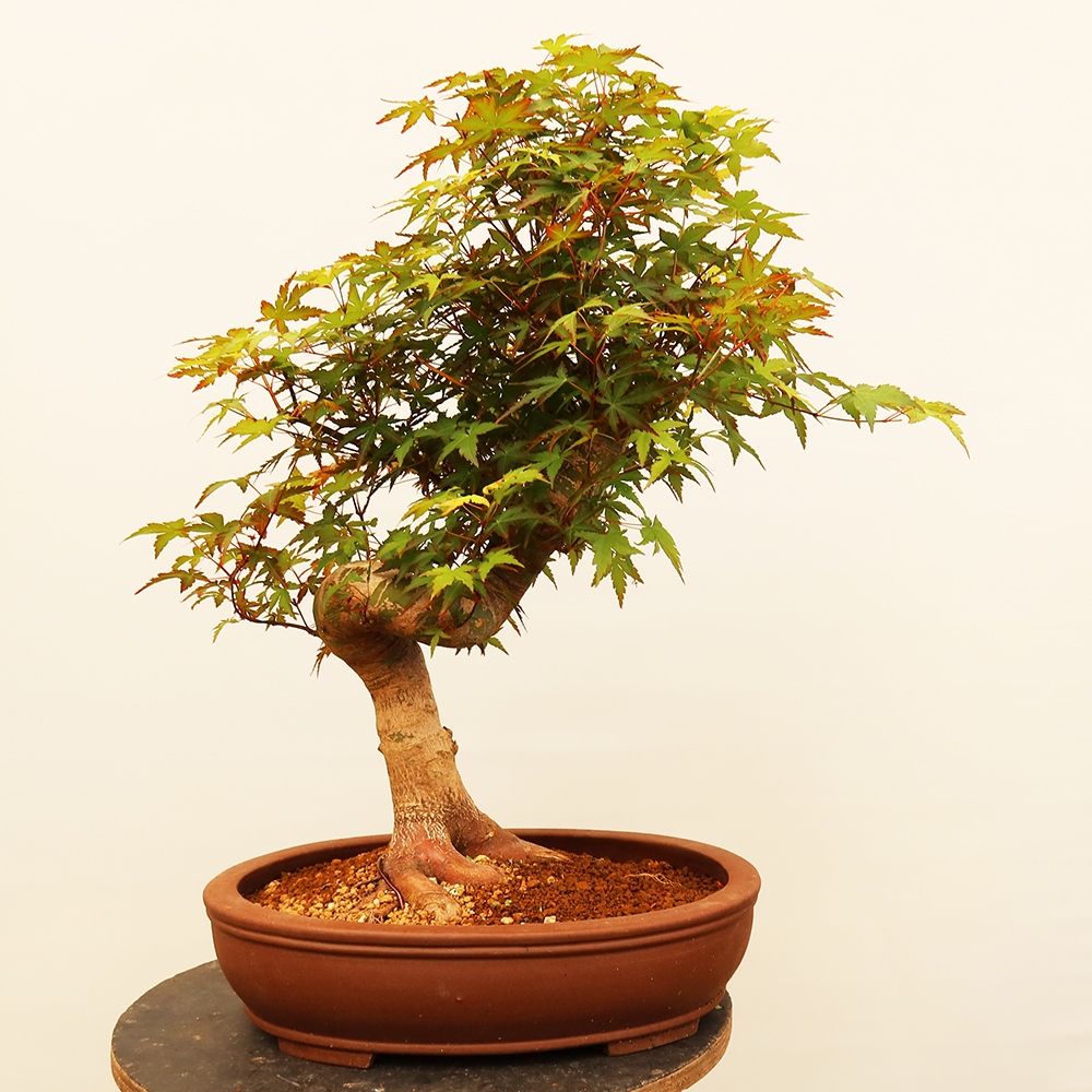 Vonkajšie bonsaje - Maple palmatum - Palmy