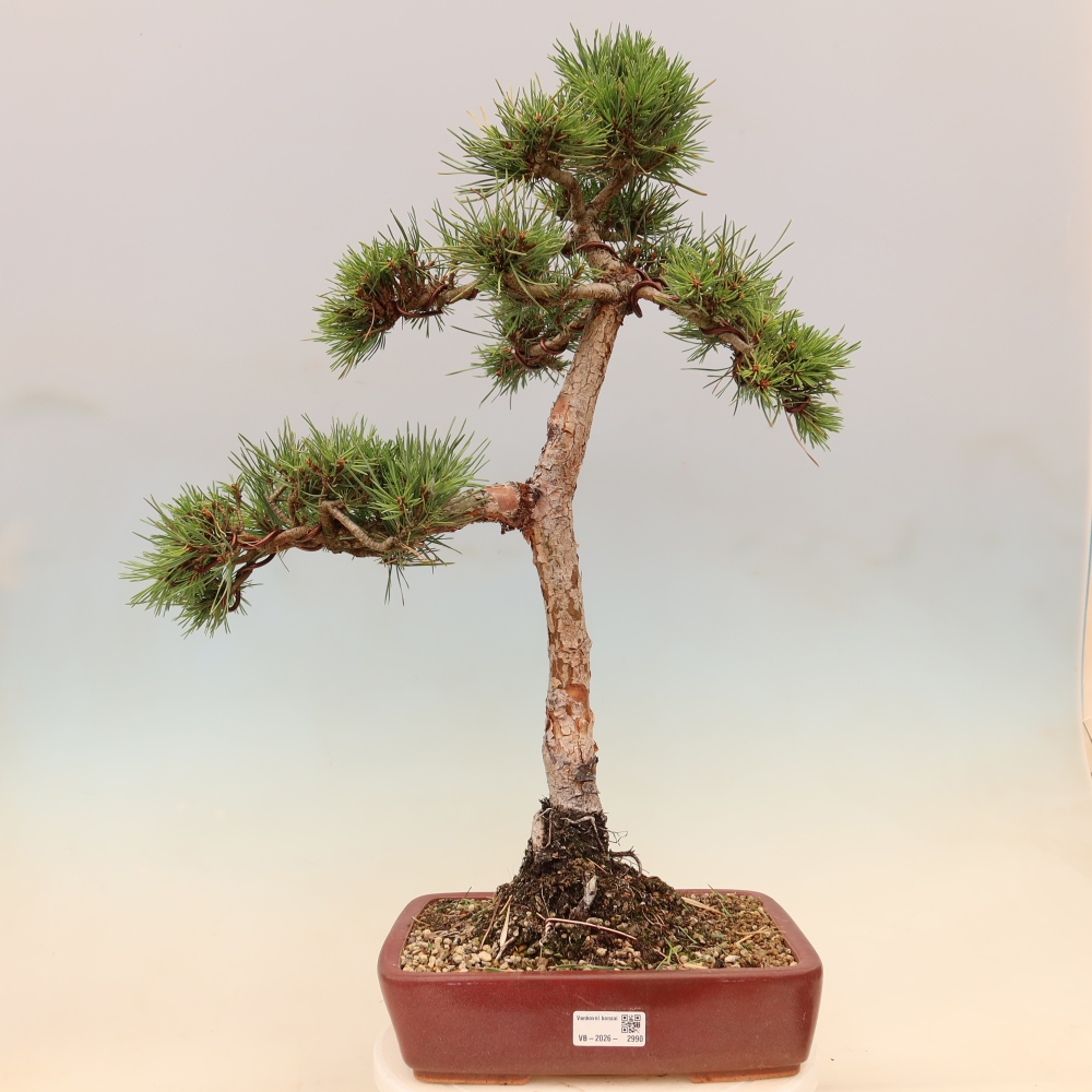 Vonkajšie bonsaje – Pinus Sylvestris Watererri – borovica lesná