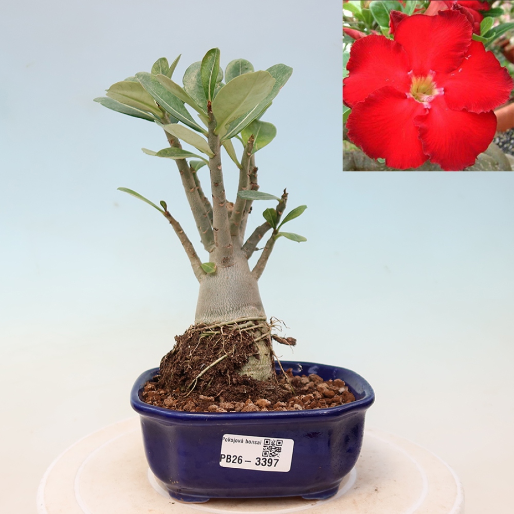 Izba bonsai – Adenium obesum Red Star – Púštna ruža
