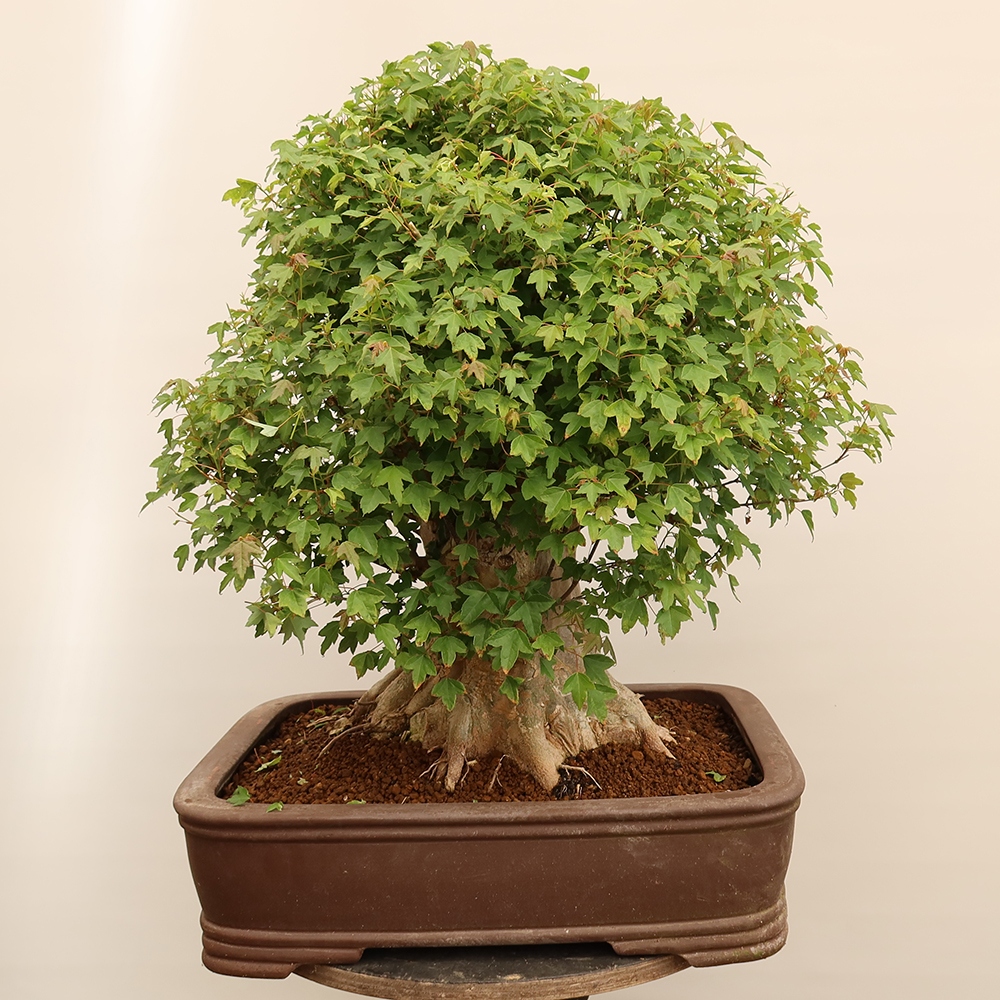 Vonkajšie bonsaje - Javor Burger - Acer Burgerianum