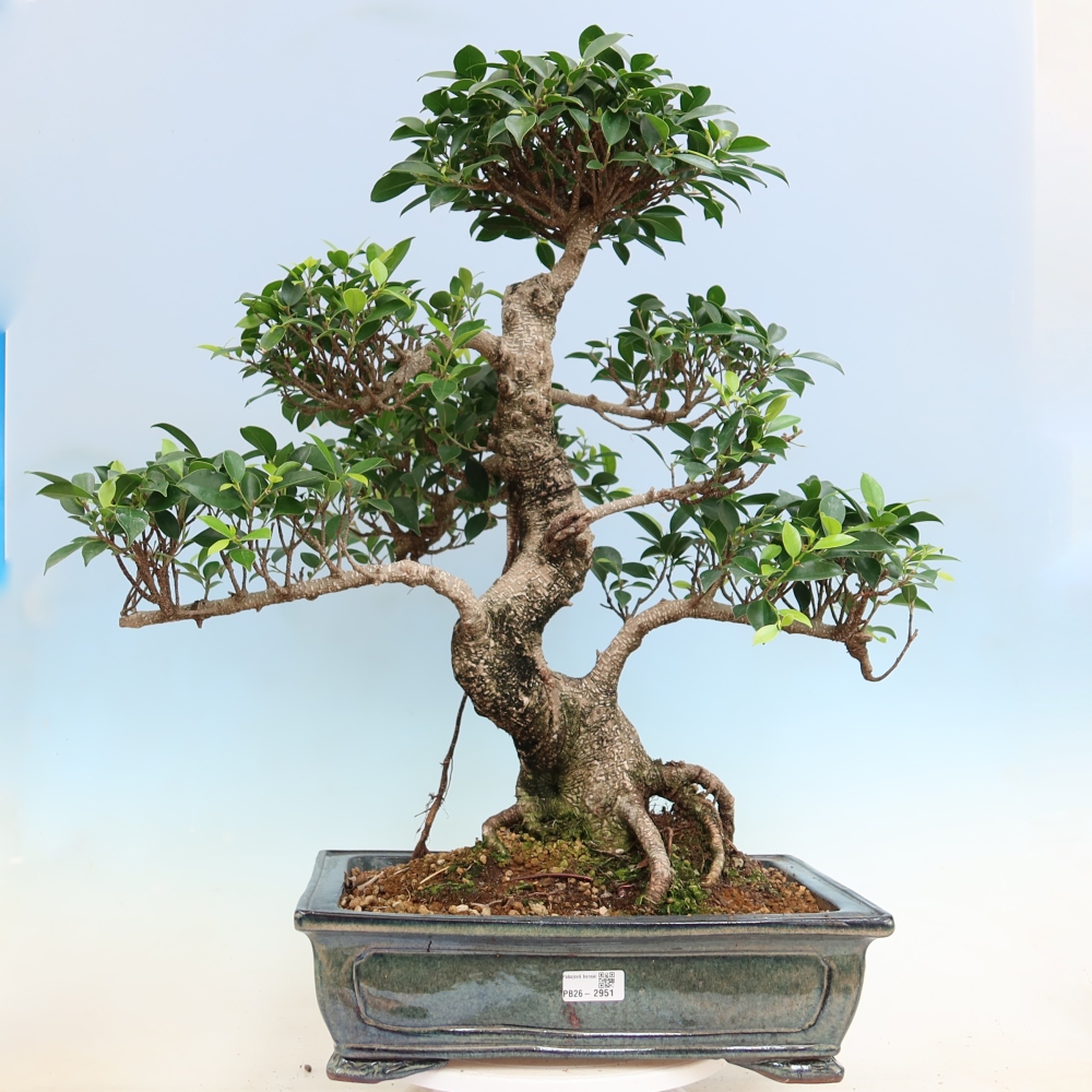 Izbové bonsaje - Ficus kimmen - drobnolistý fikus
