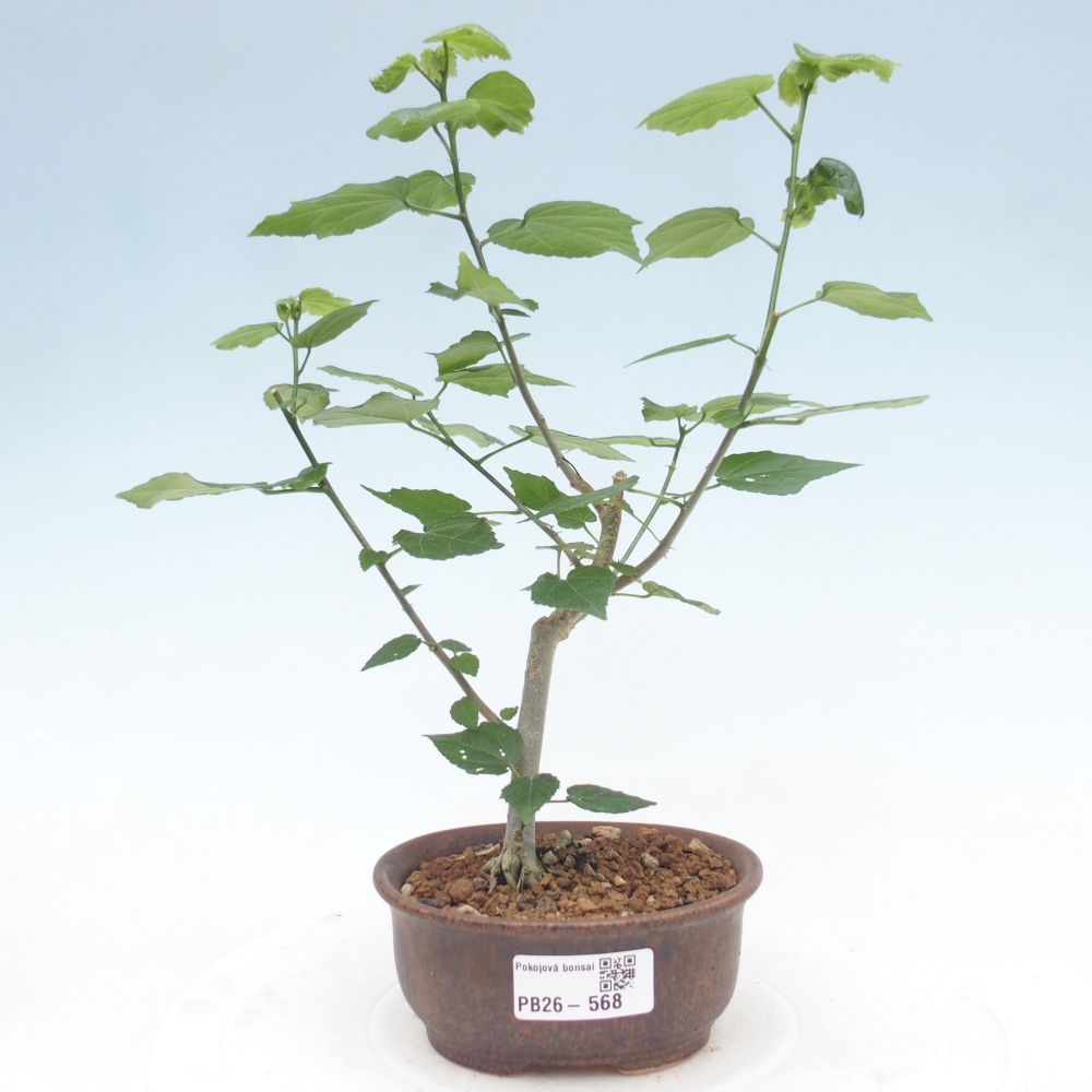 Izbový bonsaj - Malvaviscus arboreus