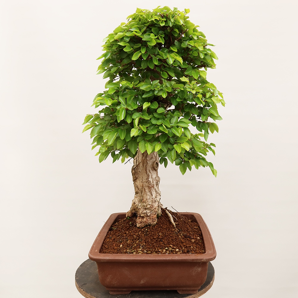Vonkajší bonsai -Carpinus Coreana - Hrab kórejský