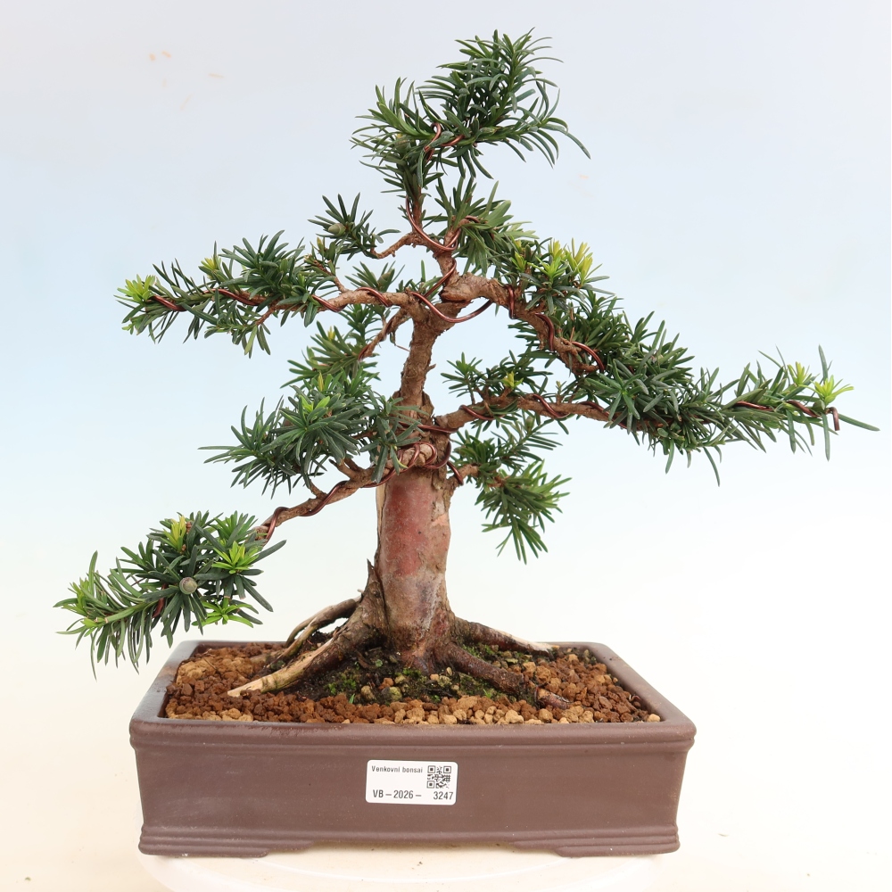 Vonkajší bonsai – Taxus cuspidata – japonský tis
