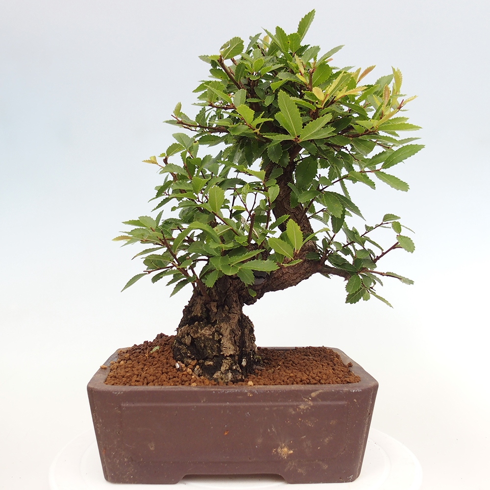 Vonkajšie bonsai - Zelkova - Zelkova serrata