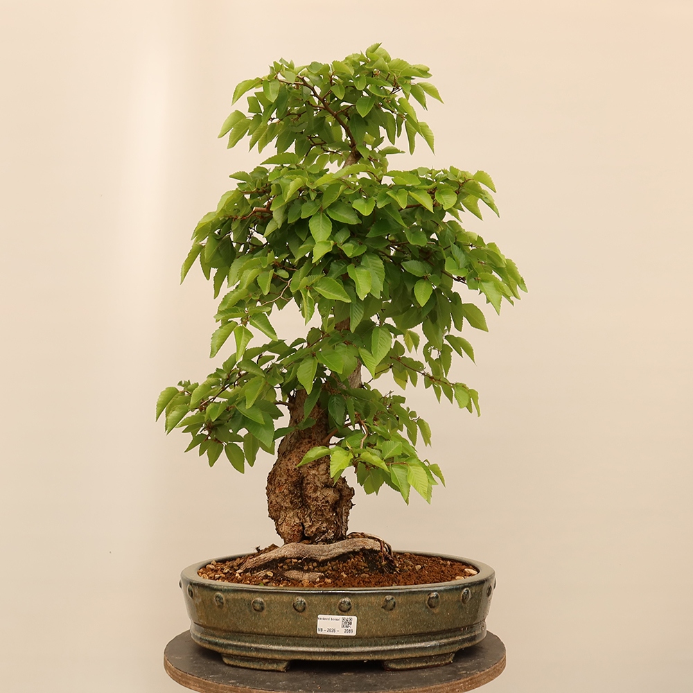 Vonkajší bonsai -Carpinus Coreana - Hrab kórejský