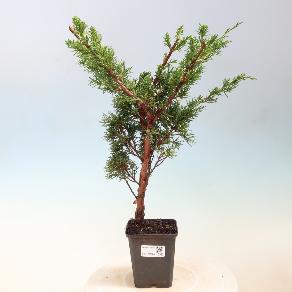 Vonkajší bonsaj - Juniperus chinensis Kishu