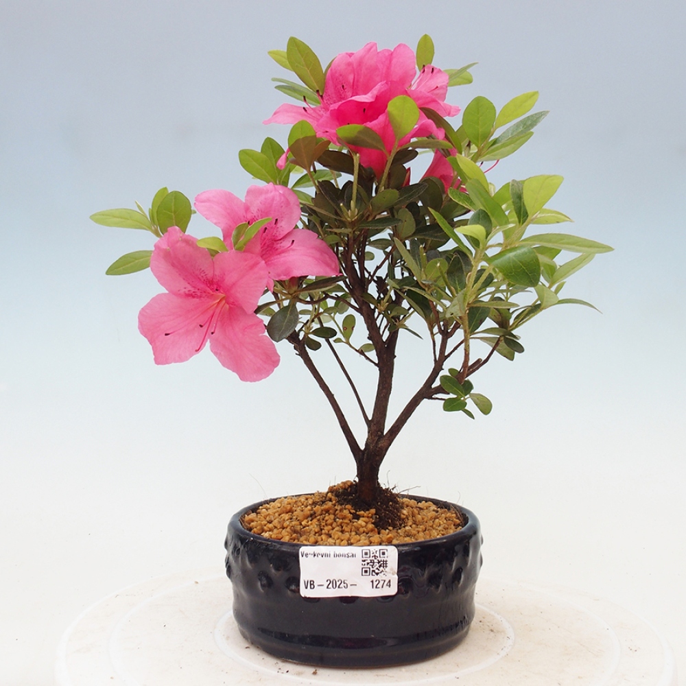 Vonkajší bonsai - Japonská azalka - Azalea sp.
