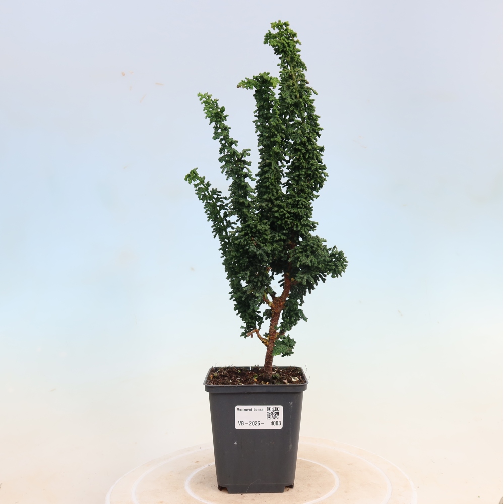 Vonkajší bonsaj - Cham. obtusa SEKKA HINOKI - Cypruštek