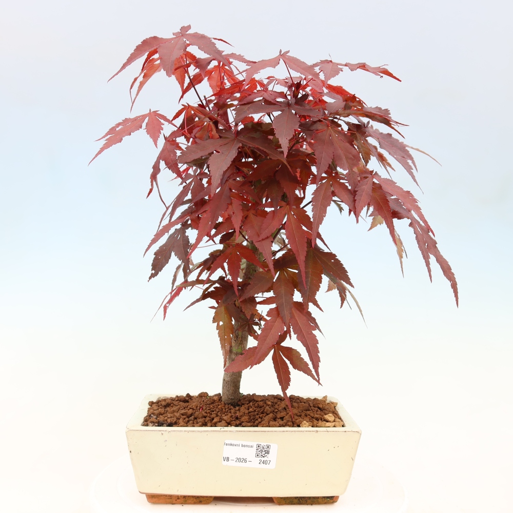 Vonkajšia bonsaj - palma Acer. Atropurpureum-Javor palmový