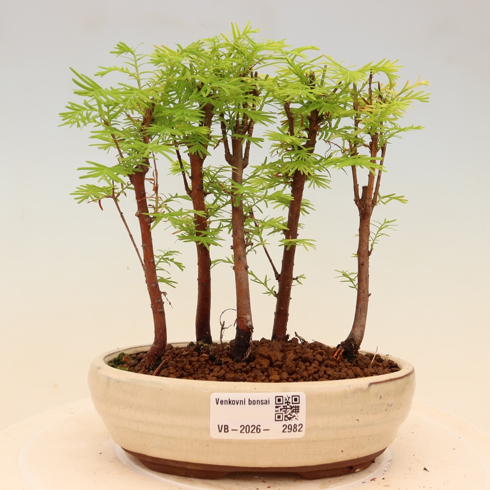 Vonkajší bonsai – Metasequoia glyptostroboides – čínska metasekvoja – hájik