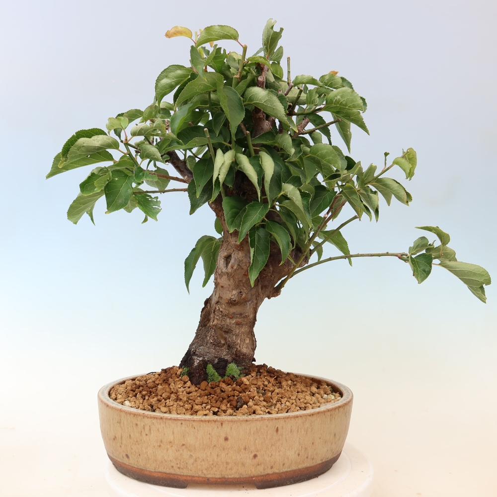 Vonkajšie bonsaje – Japonská marhuľa – Prunus Mume