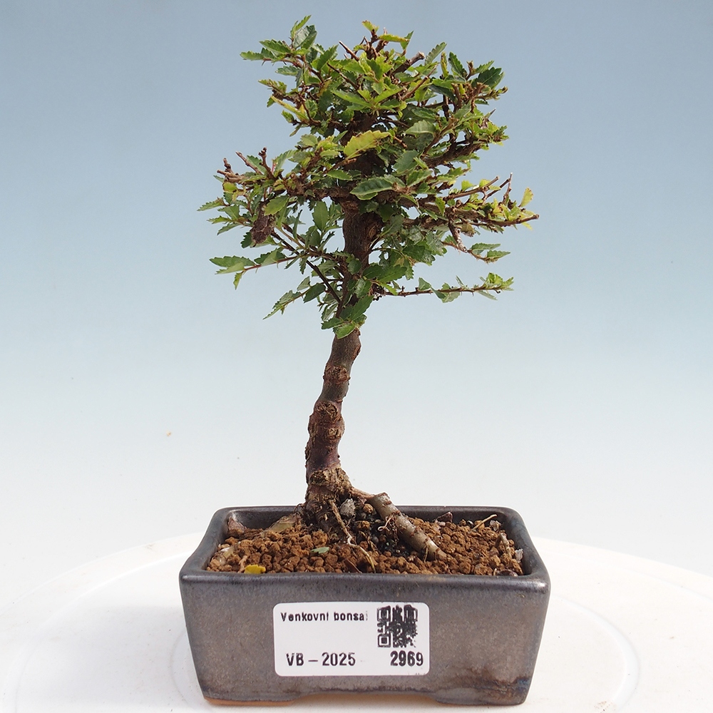 Vonkajší bonsai - Ulmus parvifolia Sagei - Malolistý brest