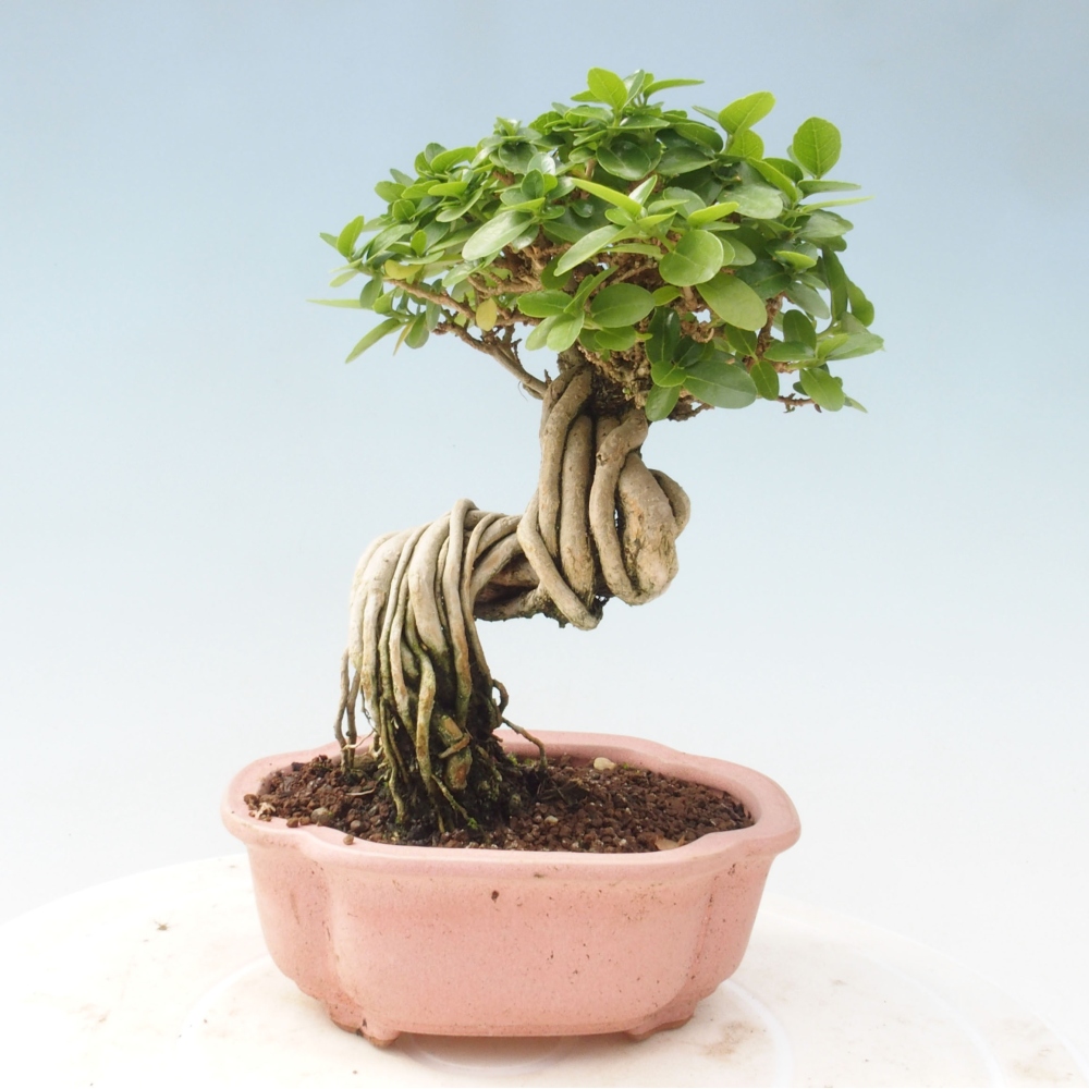 Izbová bonsai - Premna serratifolia - Kozlovoň malolistá